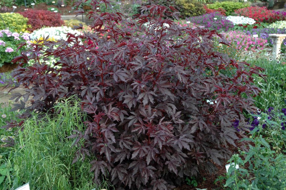 Пузыреплодник калинолистный олл Блэк