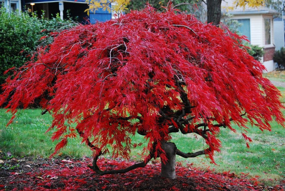 Acer palmatum Thunb
