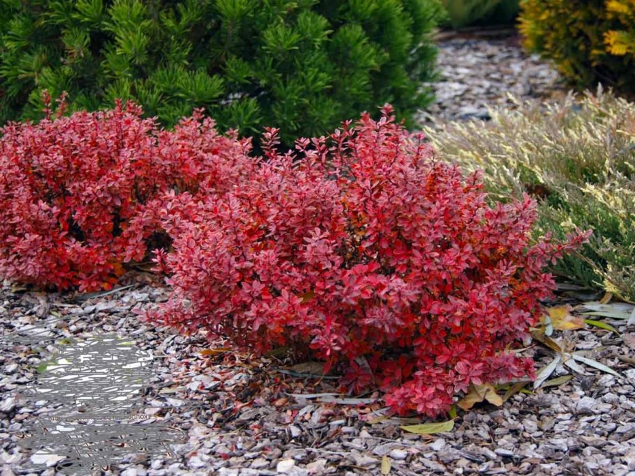 Хоста краснолистная