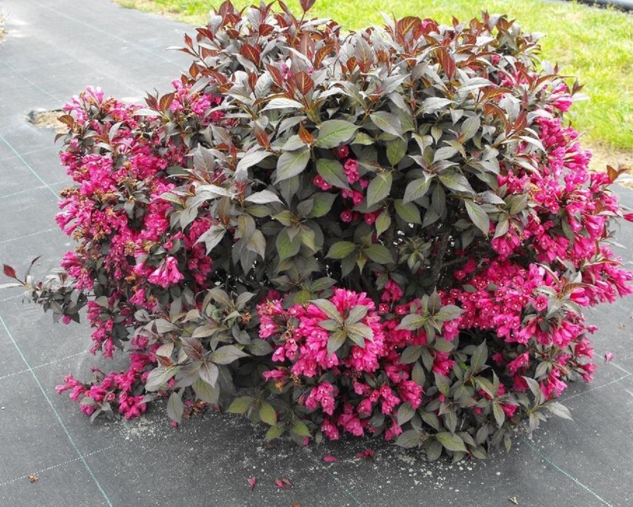 Клен дланевидный веерный Атропурпуреум