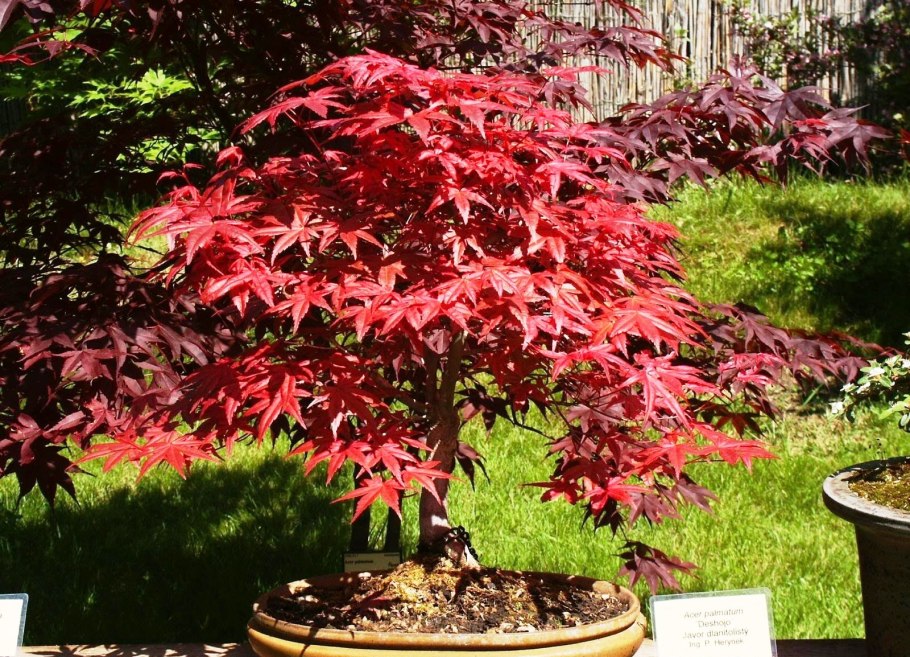 Клен японский Acer japonicum Thunb.