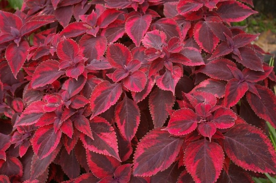 Клен Acer palmatum Bloodgood