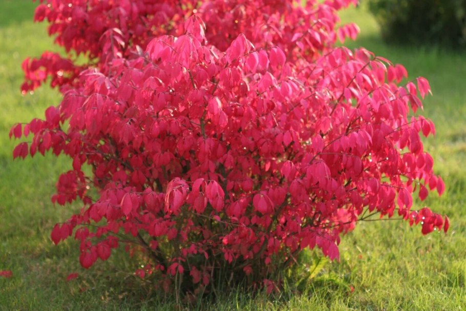 Японский клен Acer palmatum