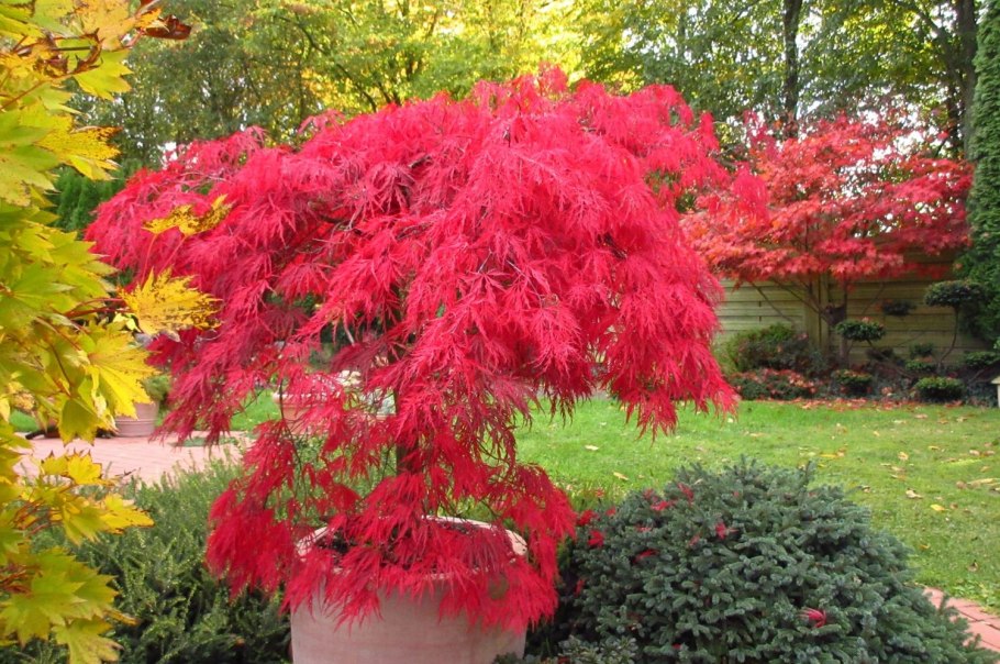 Coleus Volcano колеус