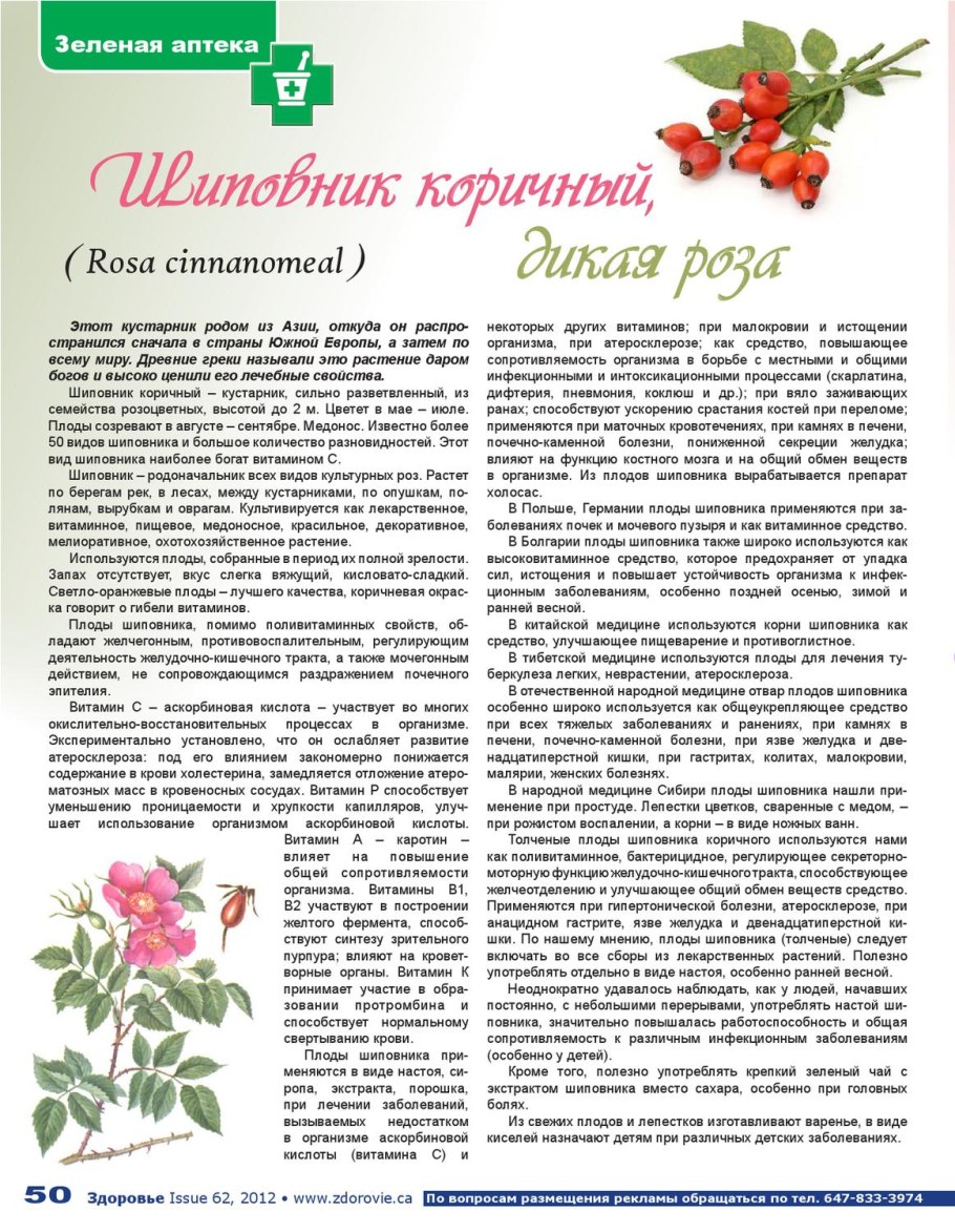 Шиповник зеленая аптека