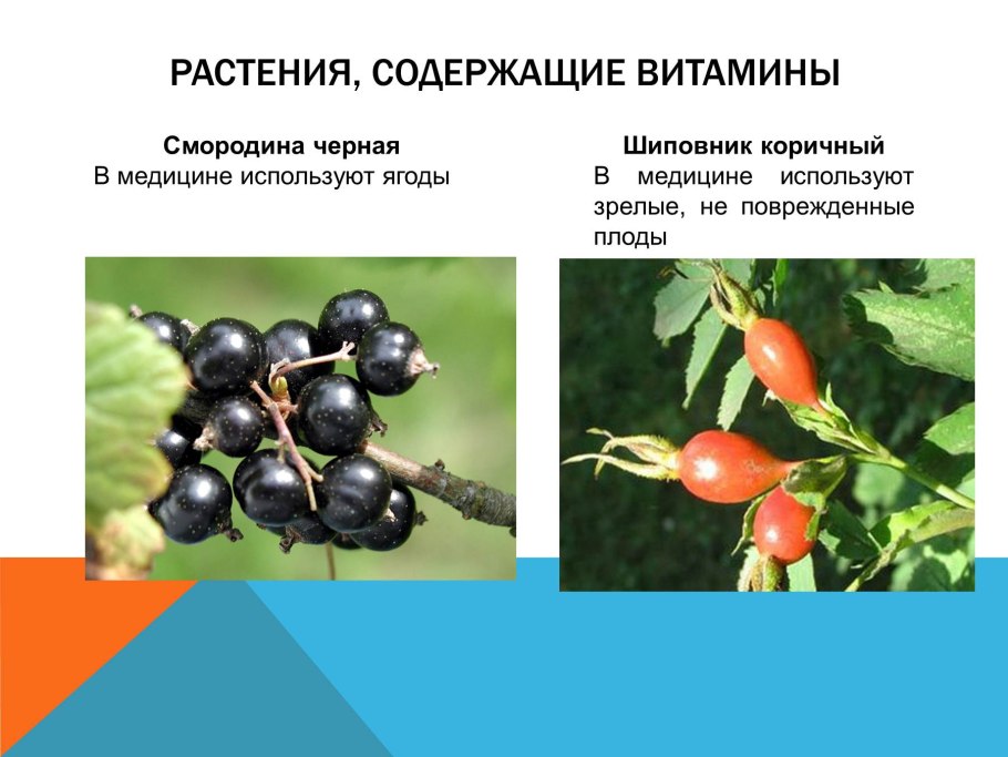 Плод шиповника многоорешек