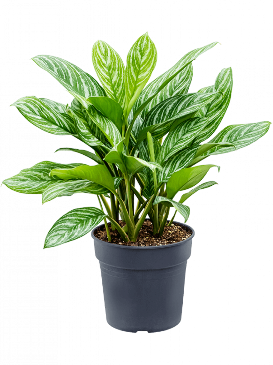 Аглаонема Stripe