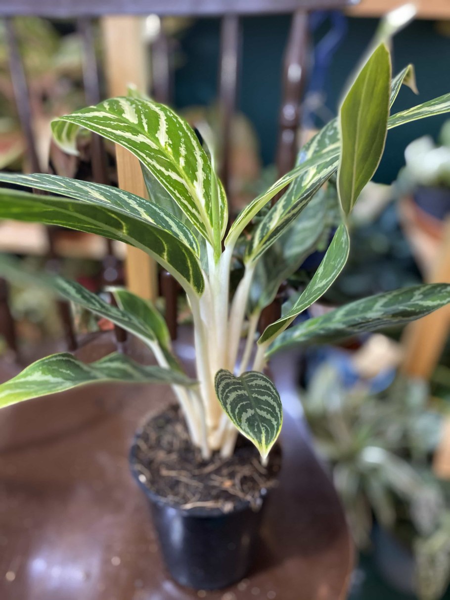 Аглаонема Stripe