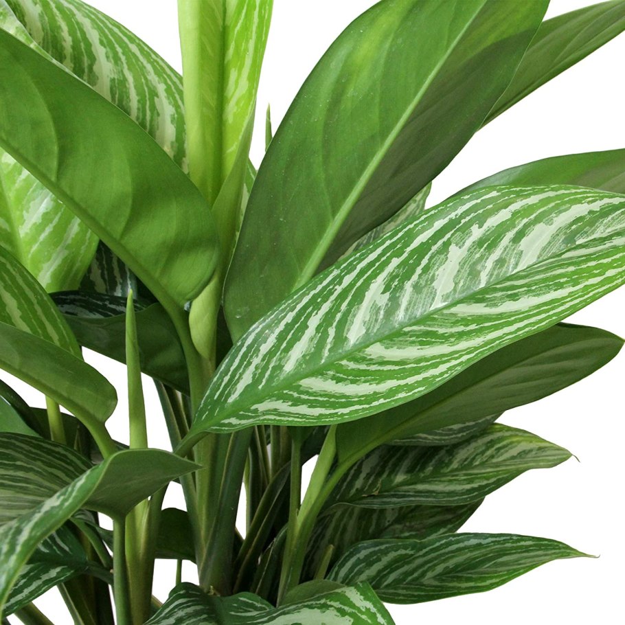Аглаонема Страйпс Aglaonema Stripes