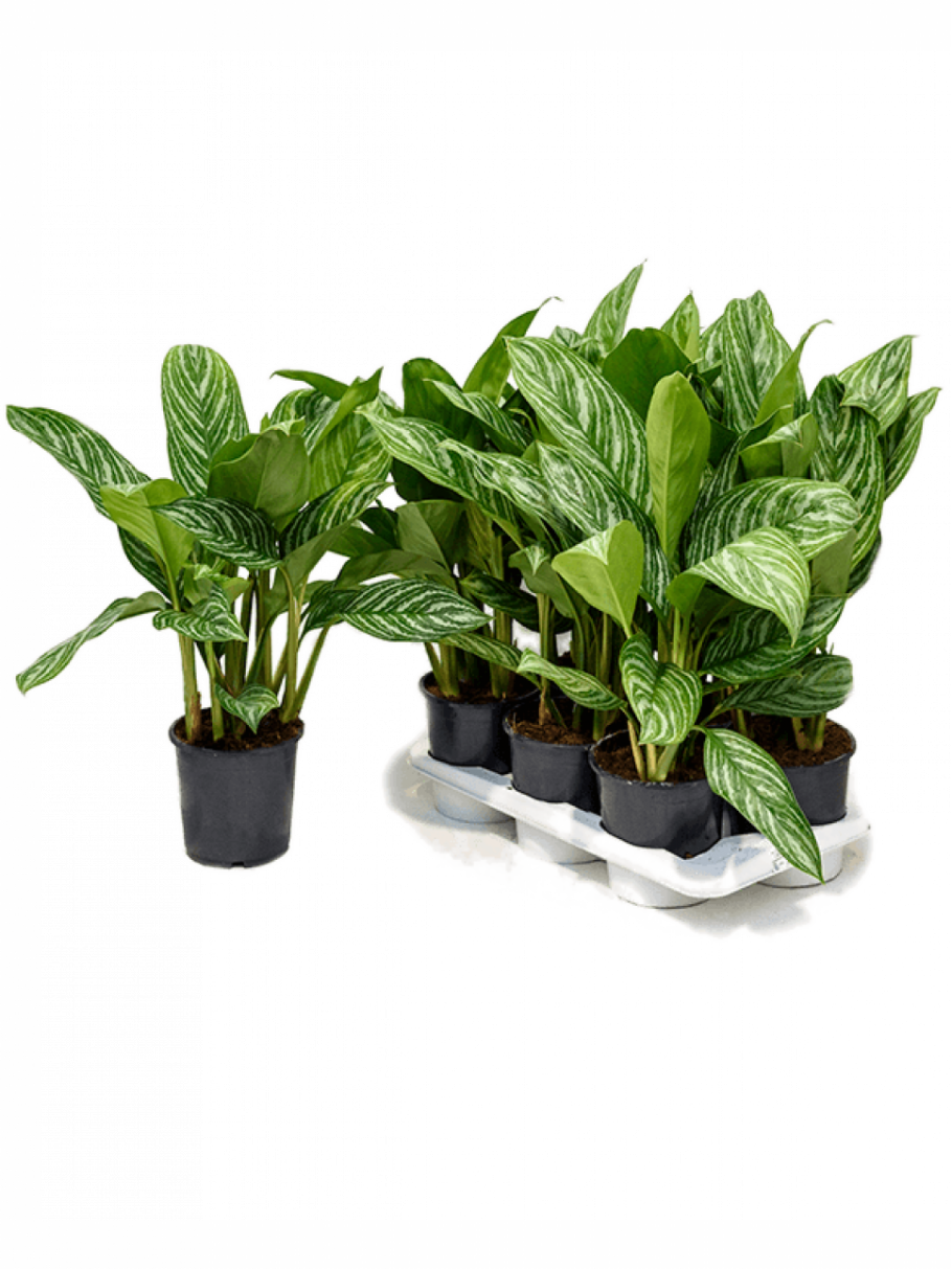 Аглаонема Сиам Жаде