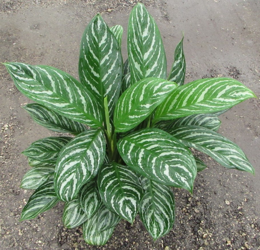 Аглаонема страйп