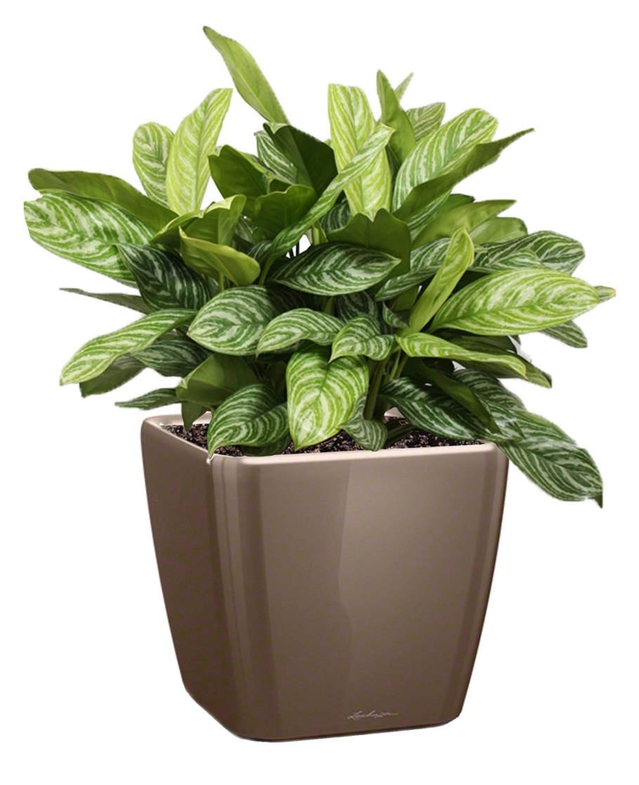 Аглаонема + Lechuza