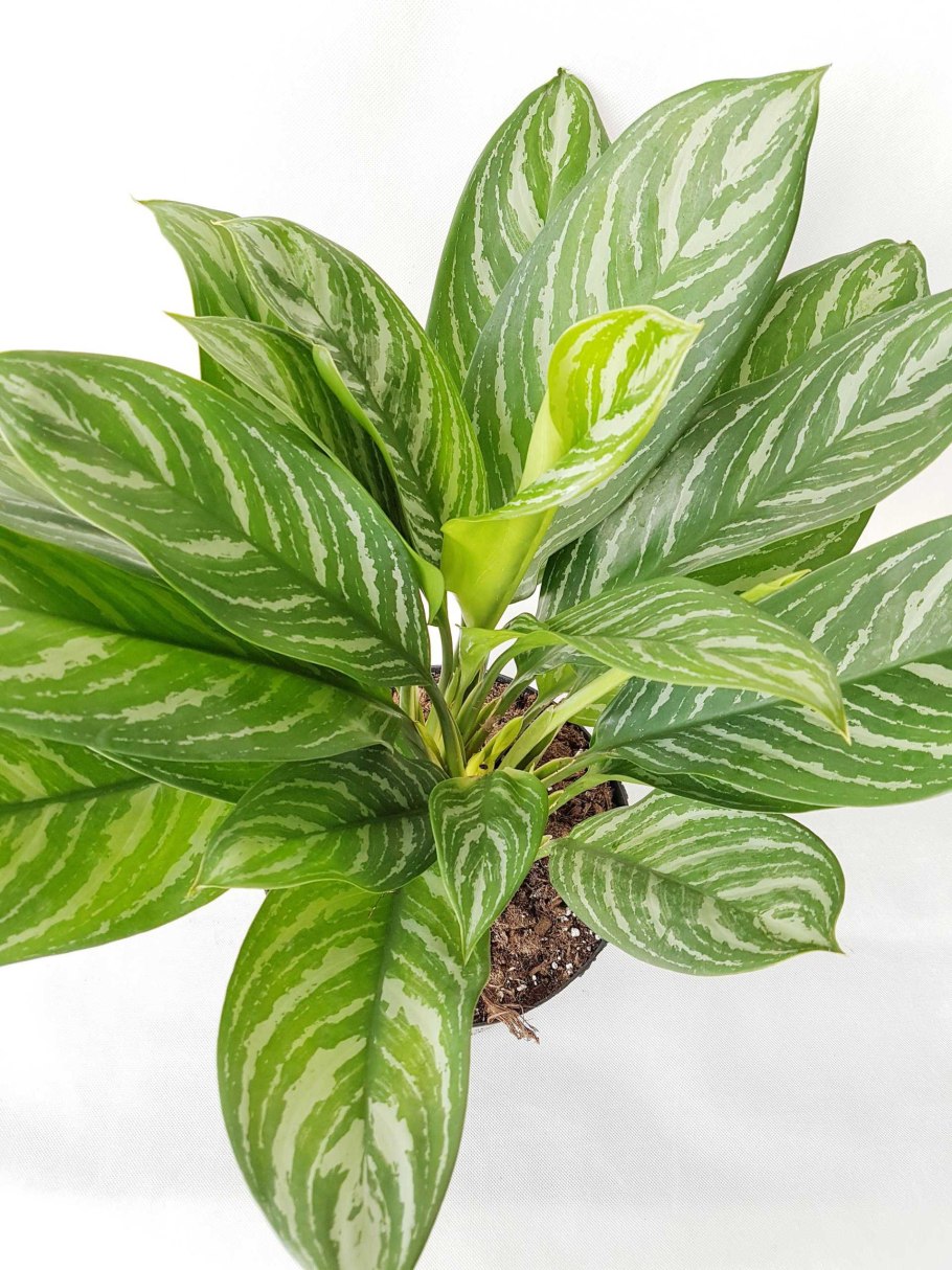 Аглаонема Фридман