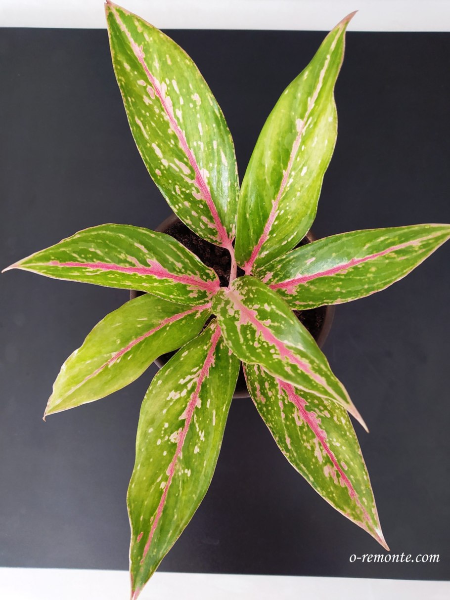 Аглаонема в дикой природе