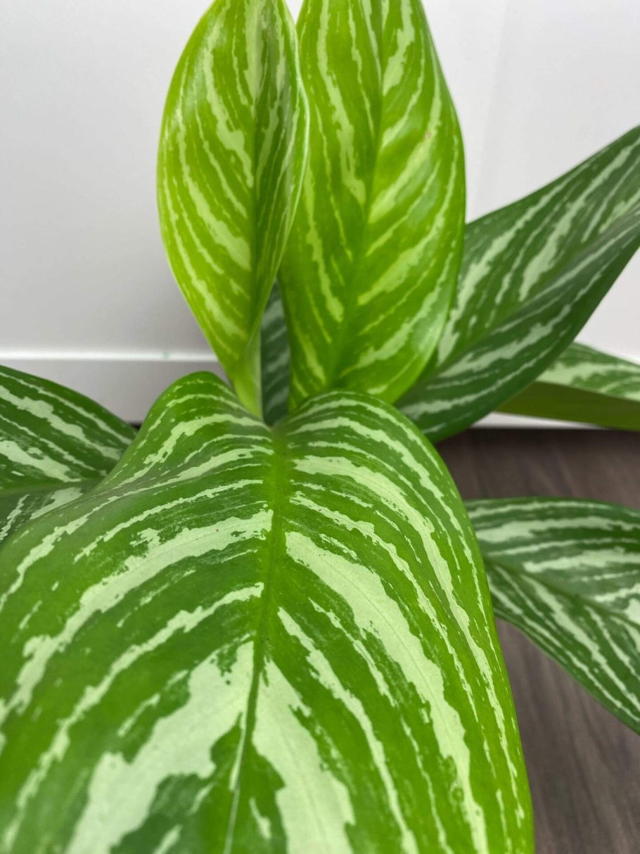 Аглаонема Stripe