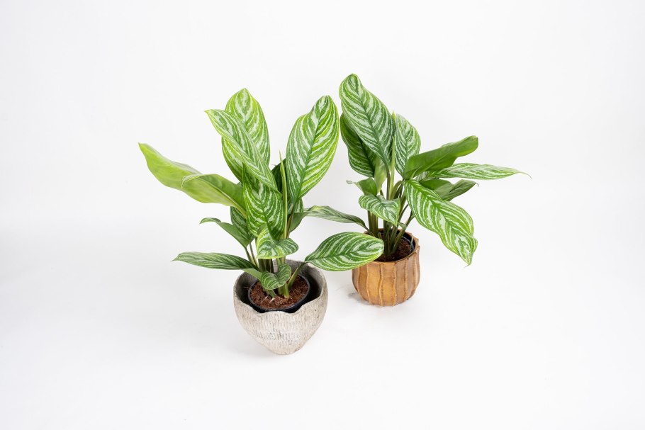 Аглаонема Stripe