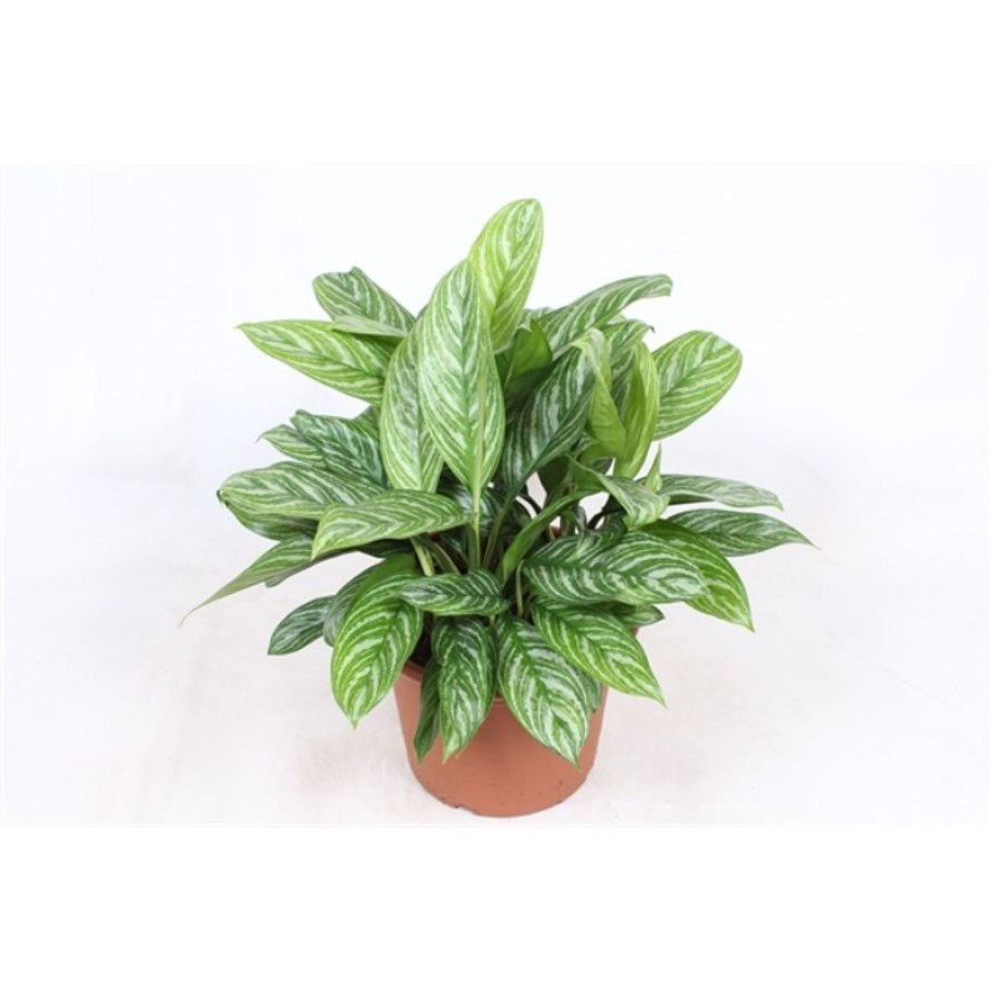 Аглаонема Stripe