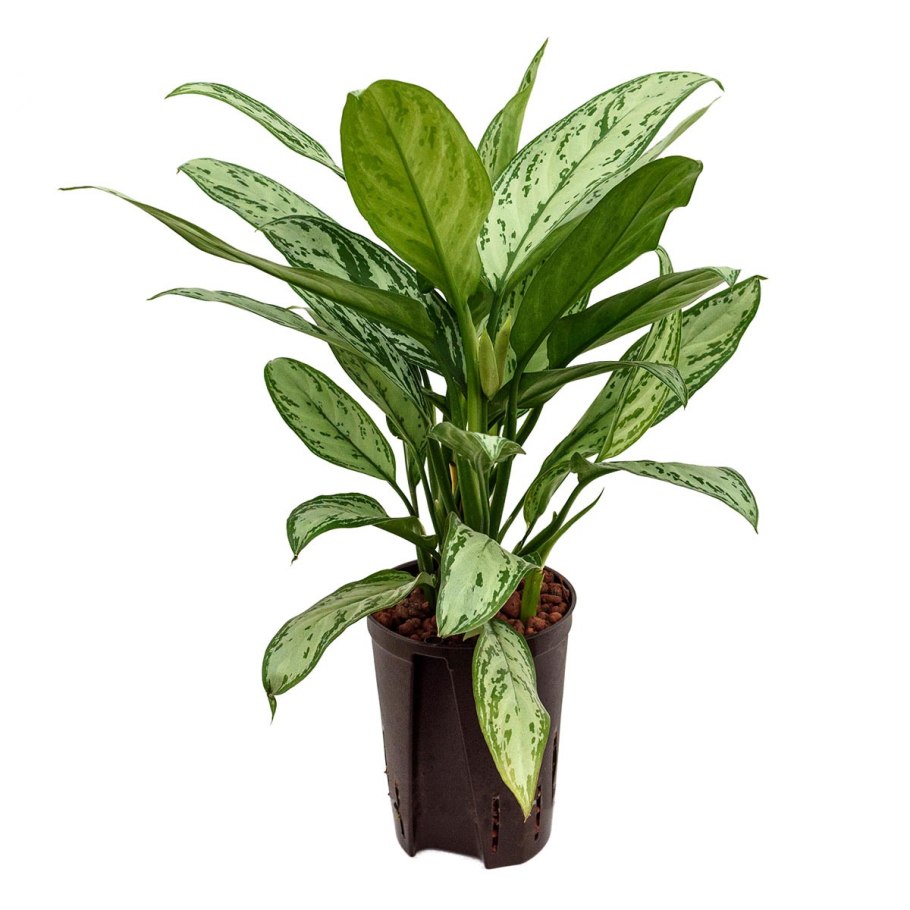 Аглаонема Сильвер Квин