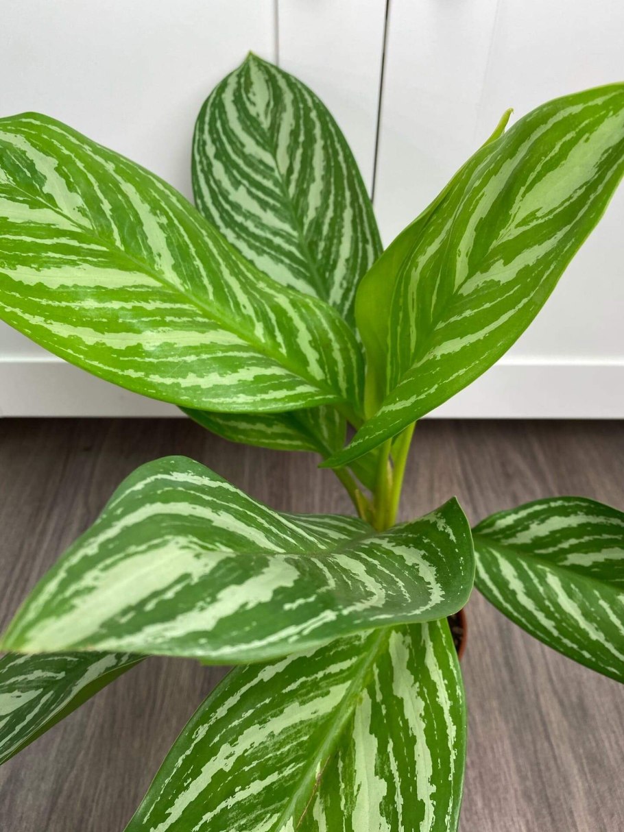 Аглаонема полосатая зелёный желтый