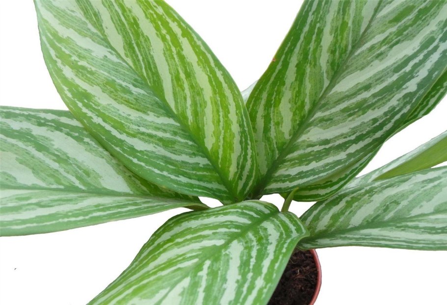 Аглаонема Stripe