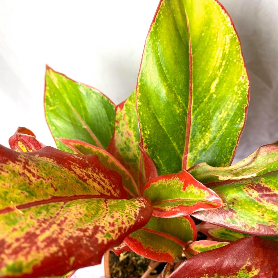 Аглаонема Stripe