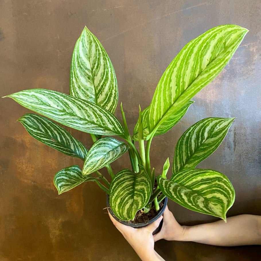 Аглаонема черри Берри