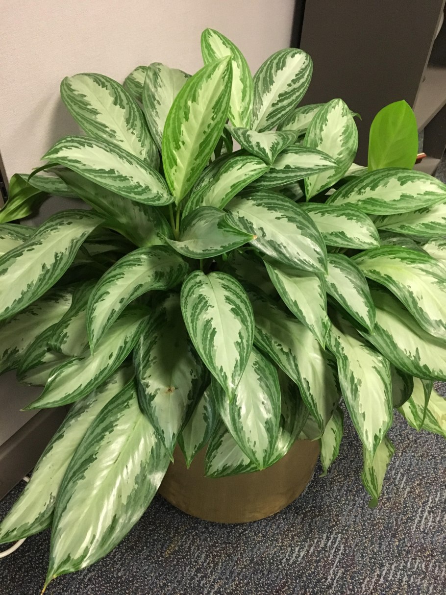 Аглаонема споттед Стар