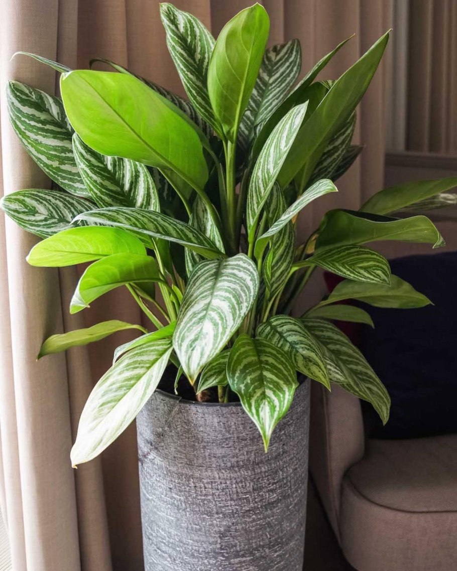 Аглаонема Stripe