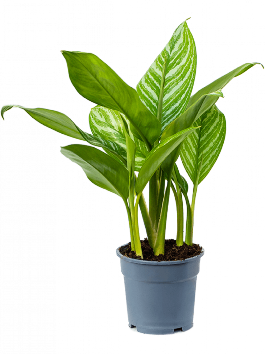 Аглаонема полосатая