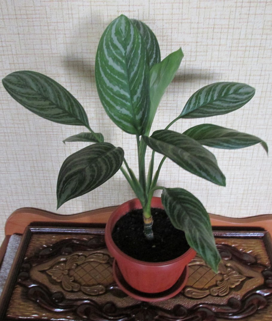 Аглаонема Липстик Грин