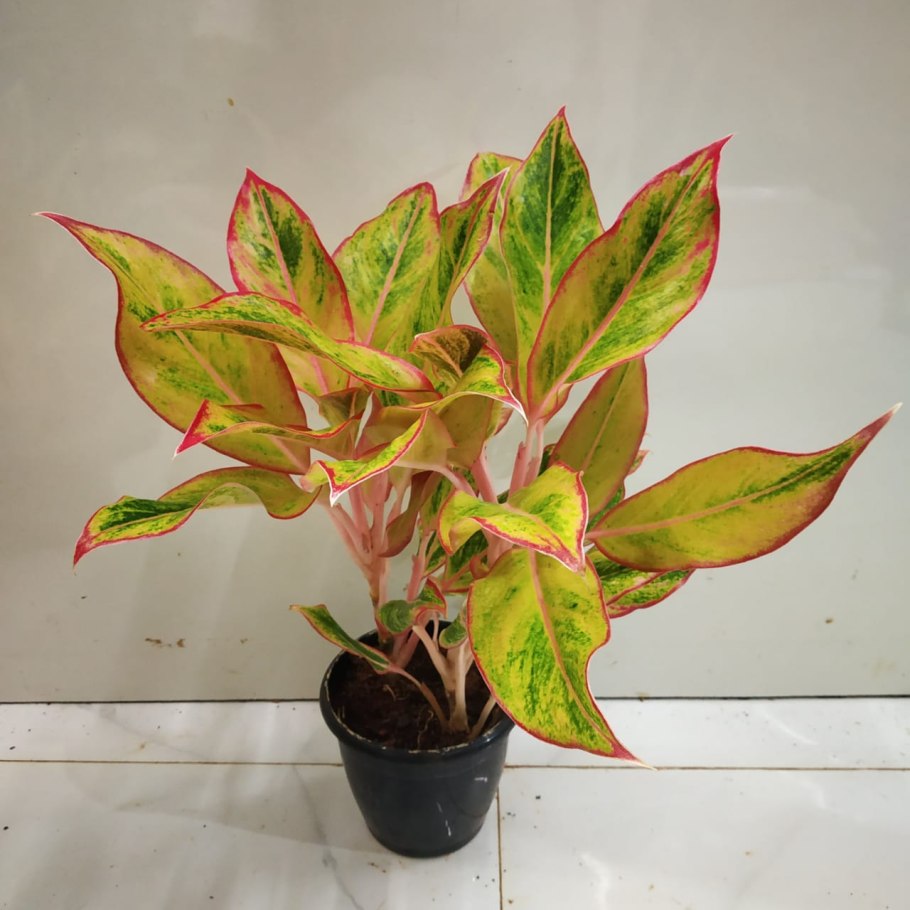 Аглаонема Snow White