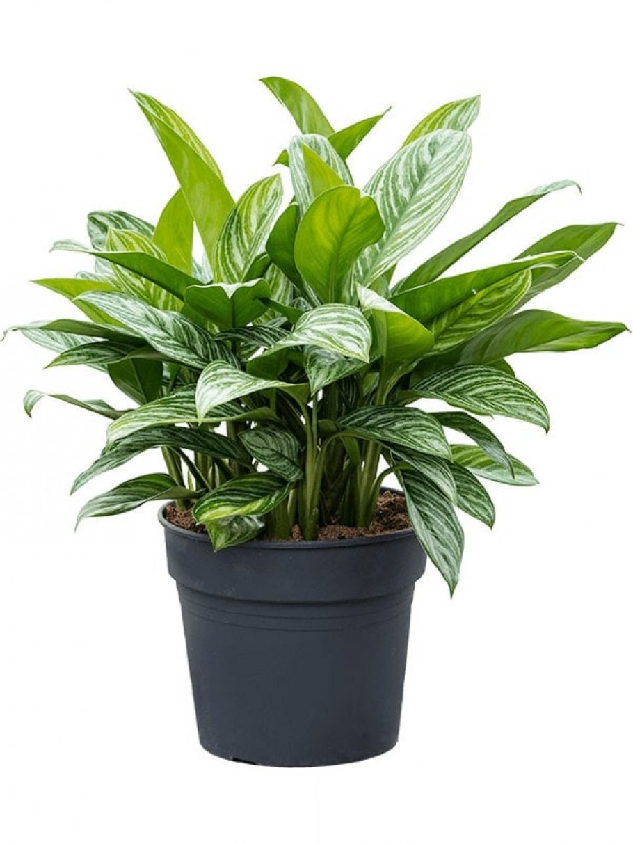 Аглаонема Страйпс Aglaonema Stripes