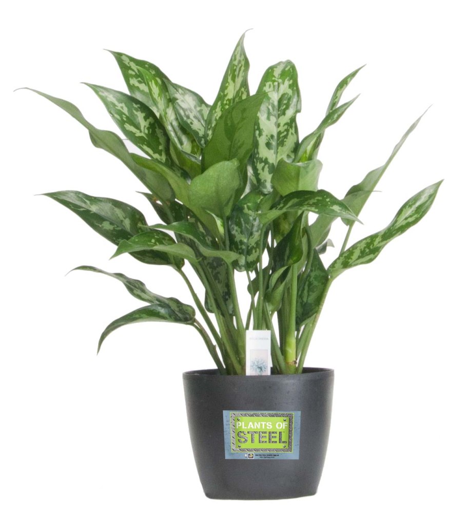 Аглаонема Мадонна