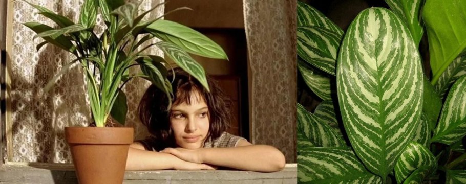 Аглаонема черри Беби