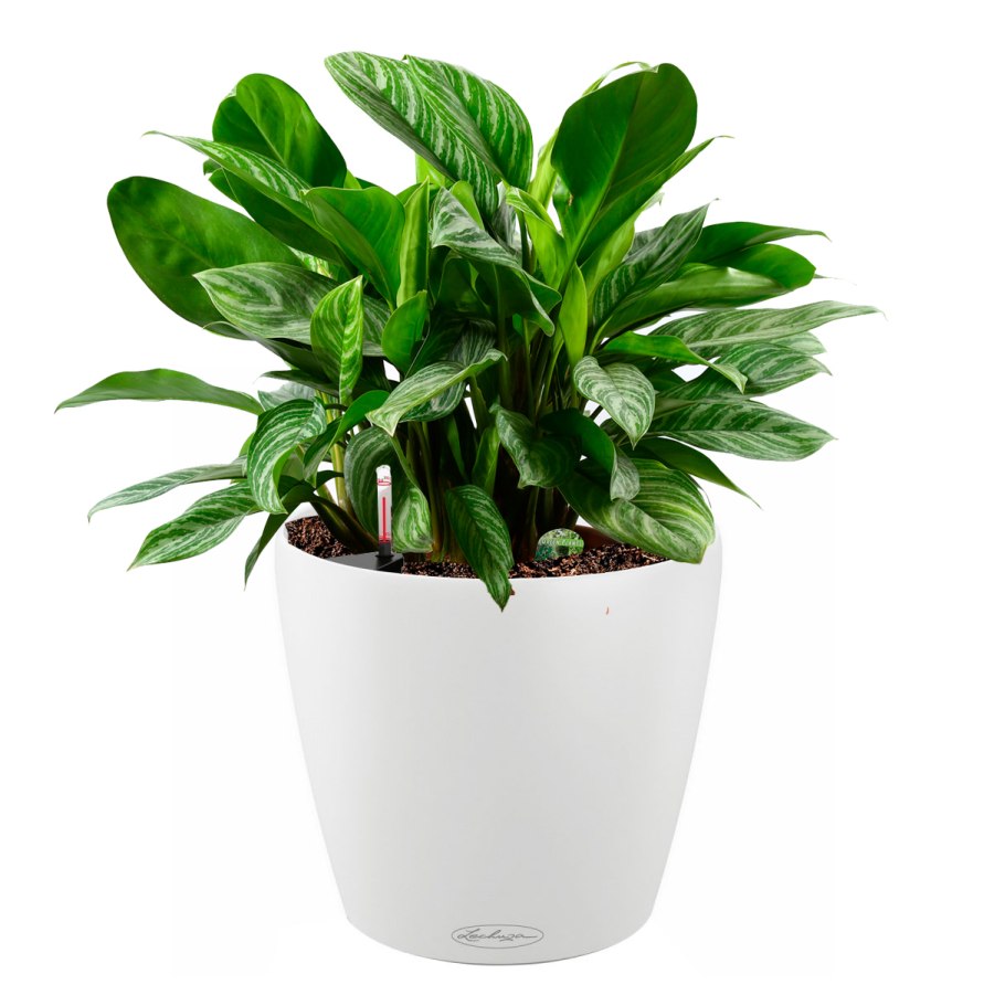 Аглаонема Грин Сан