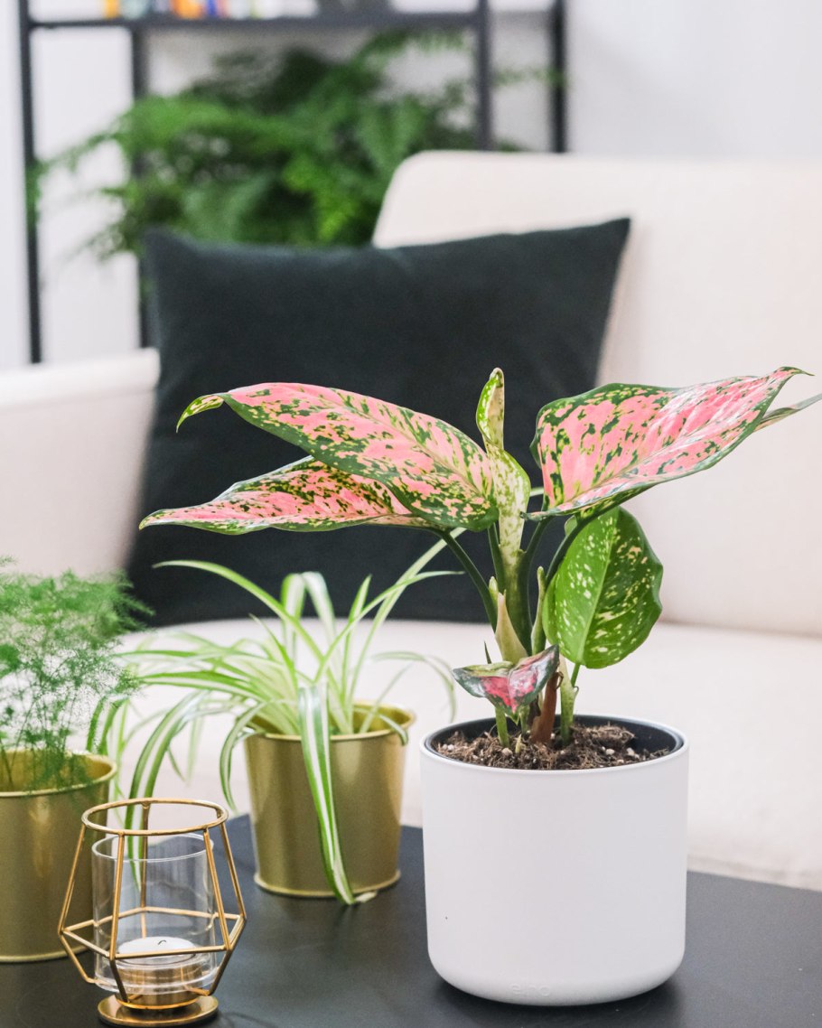 Аглаонема Король Сиама