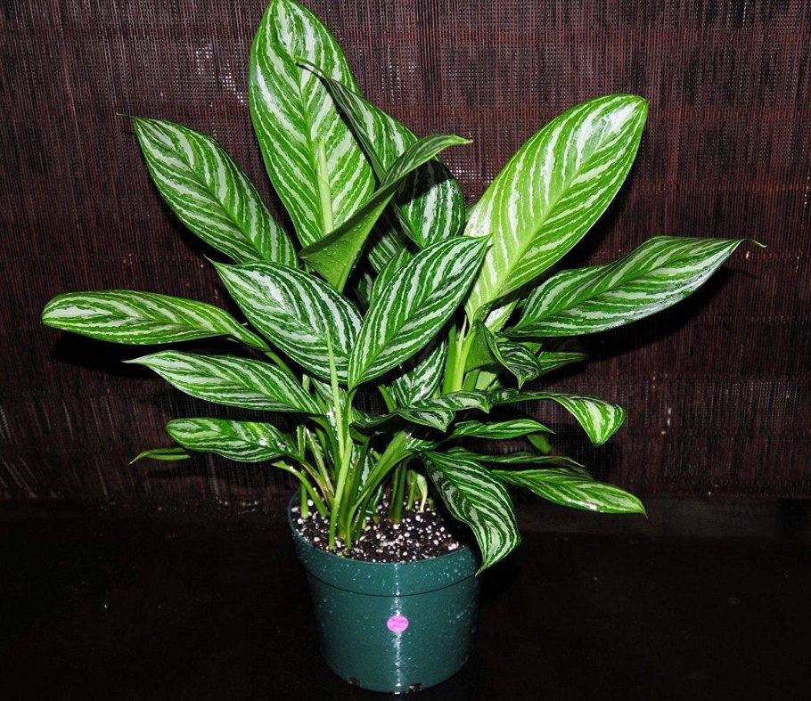 Аглаонема страйп