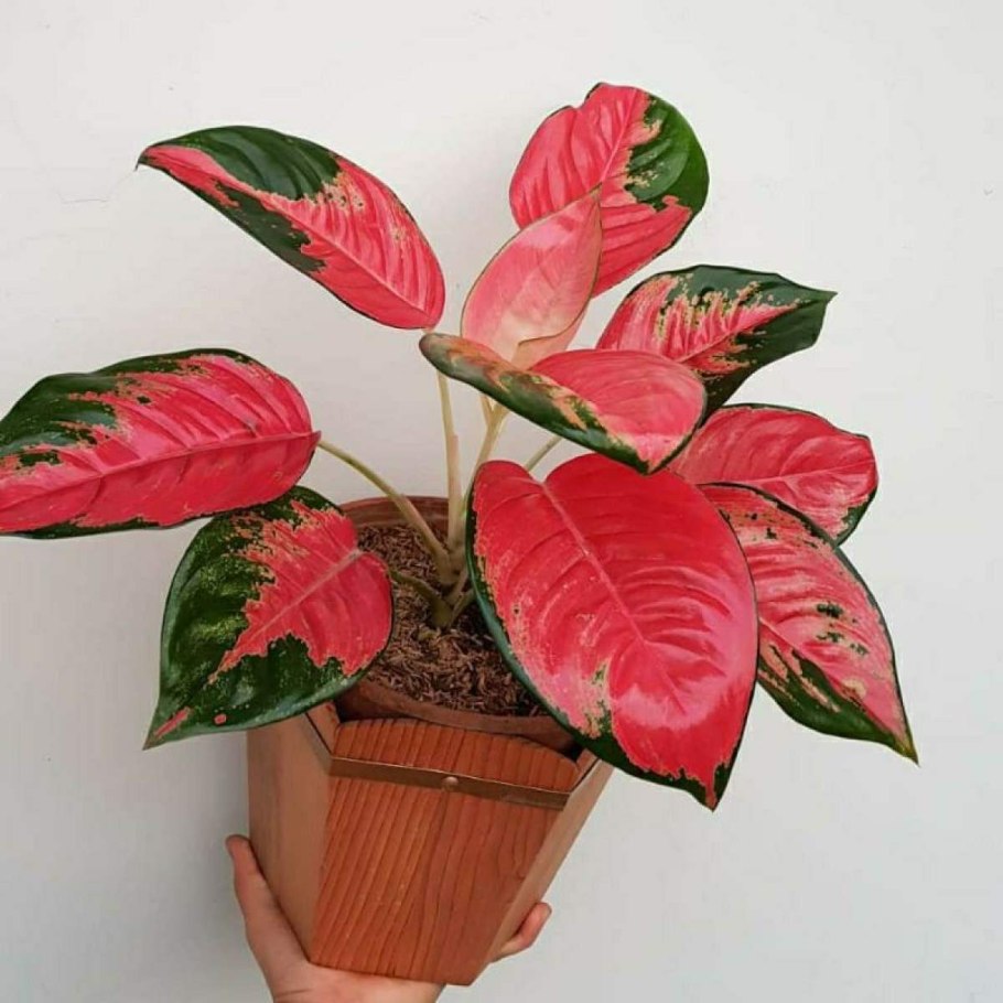 Сполтед Стар аглаонема