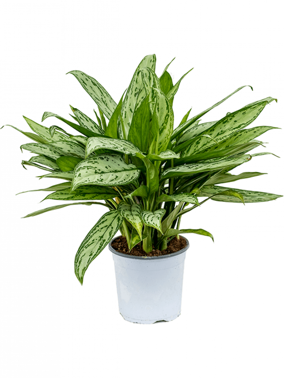 Грин Сильвер Сиам Кинг аглаонема