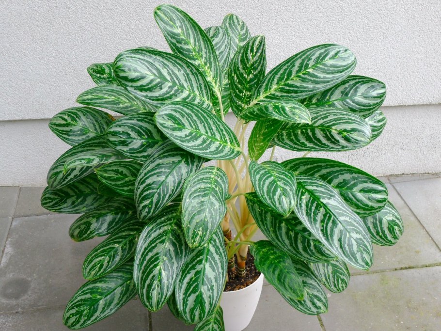 Леон киллер с цветком