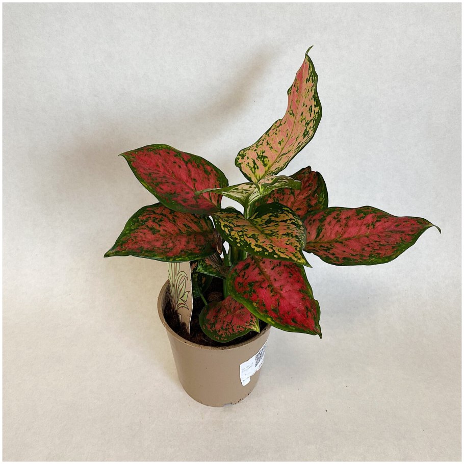 Аглаонема Грин Еллоу