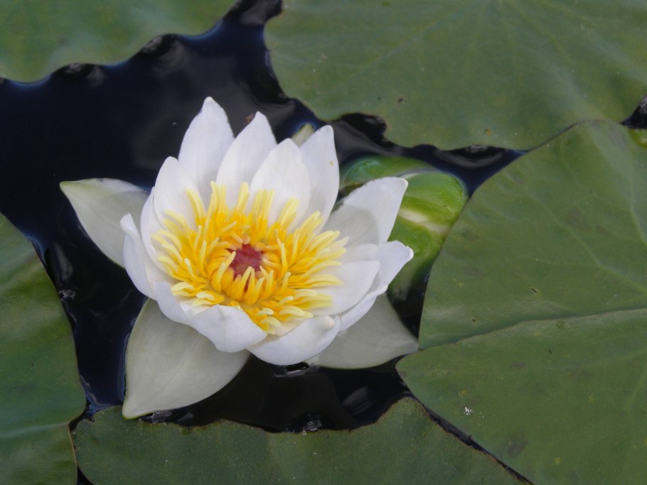 Кувшинка четырехугольная - Nymphaea Tetragona Georgi