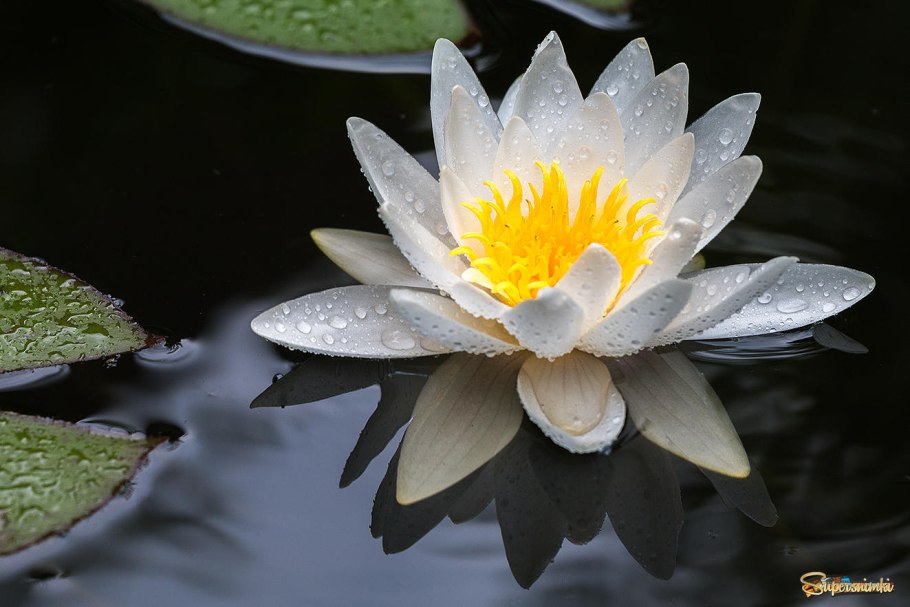 Кувшинка белая Nymphaea Alba l.