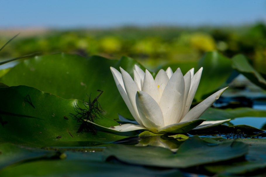 Кувшинка чисто-белая (Nymphaea Candida)