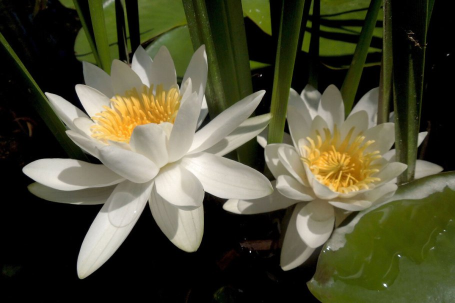 Одолень –трава белая кувшинка