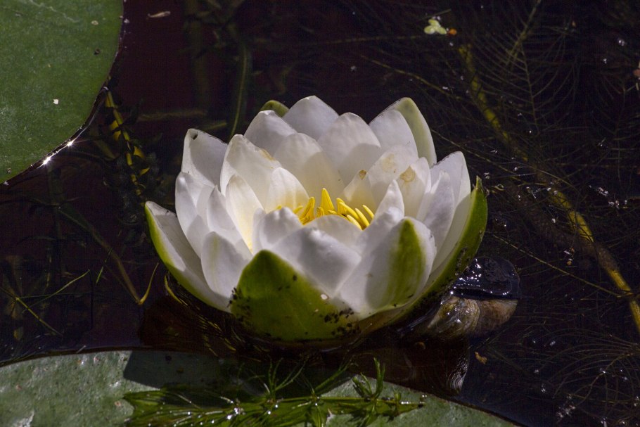 Кувшинка чисто-белая (Nymphaea Candida)