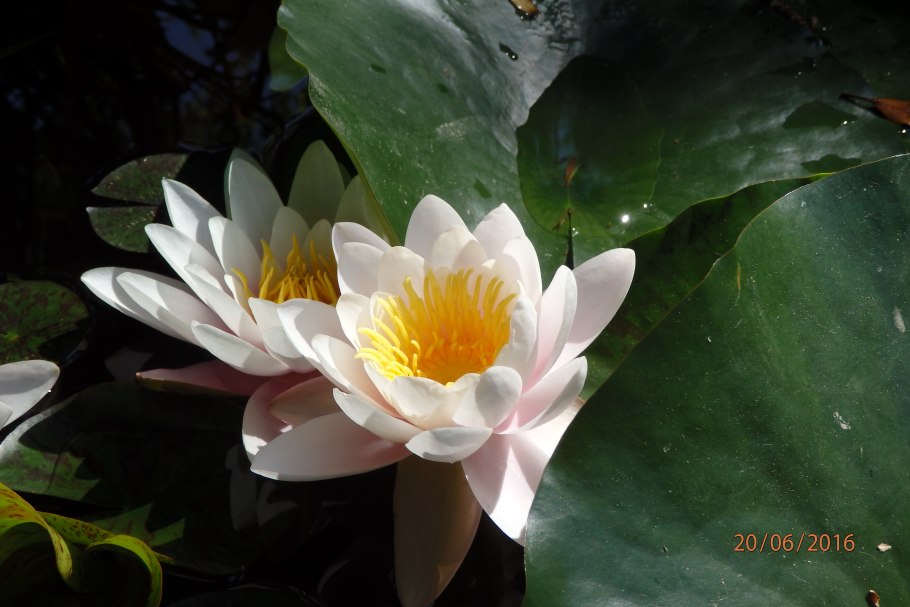 Кувшинка белая формула цветка