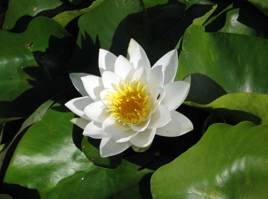 Кубышка и белая кувшинка