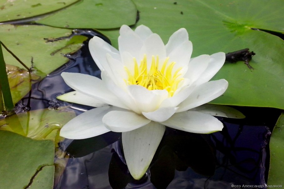 Кувшинка малая Марий Эл