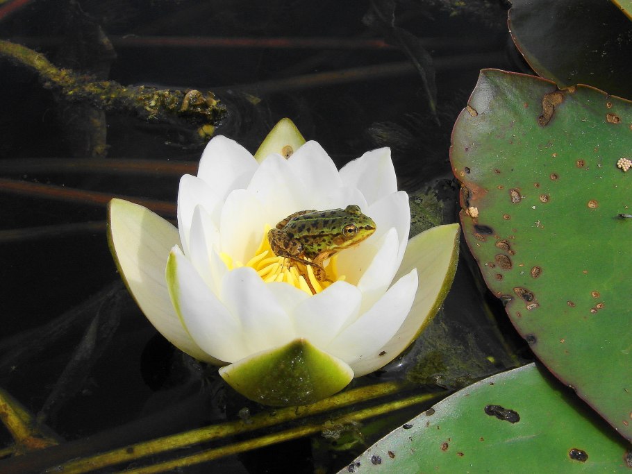 Кувшинка белая нимфея